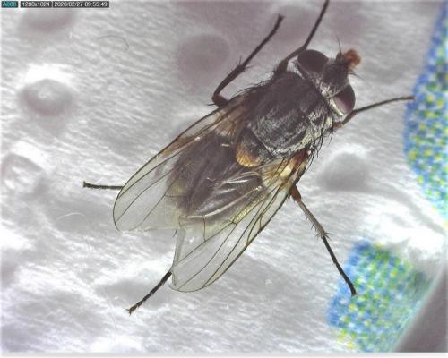 Réf. 248 908 : Muscina stabulans